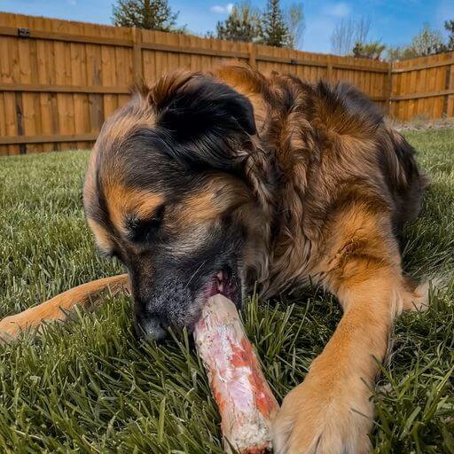 Tucker's Raw Frozen Dog Bones - Long Lasting & Nutrient Rich Chews - Beef Bone-2 Pack