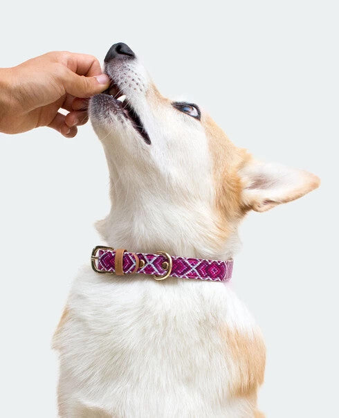 Pill a Pet™ Bacon Flavor