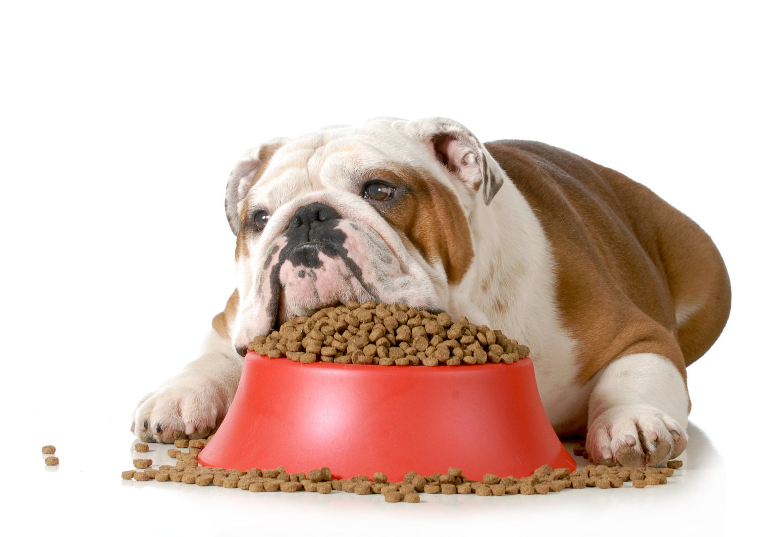 Dry Dog Food