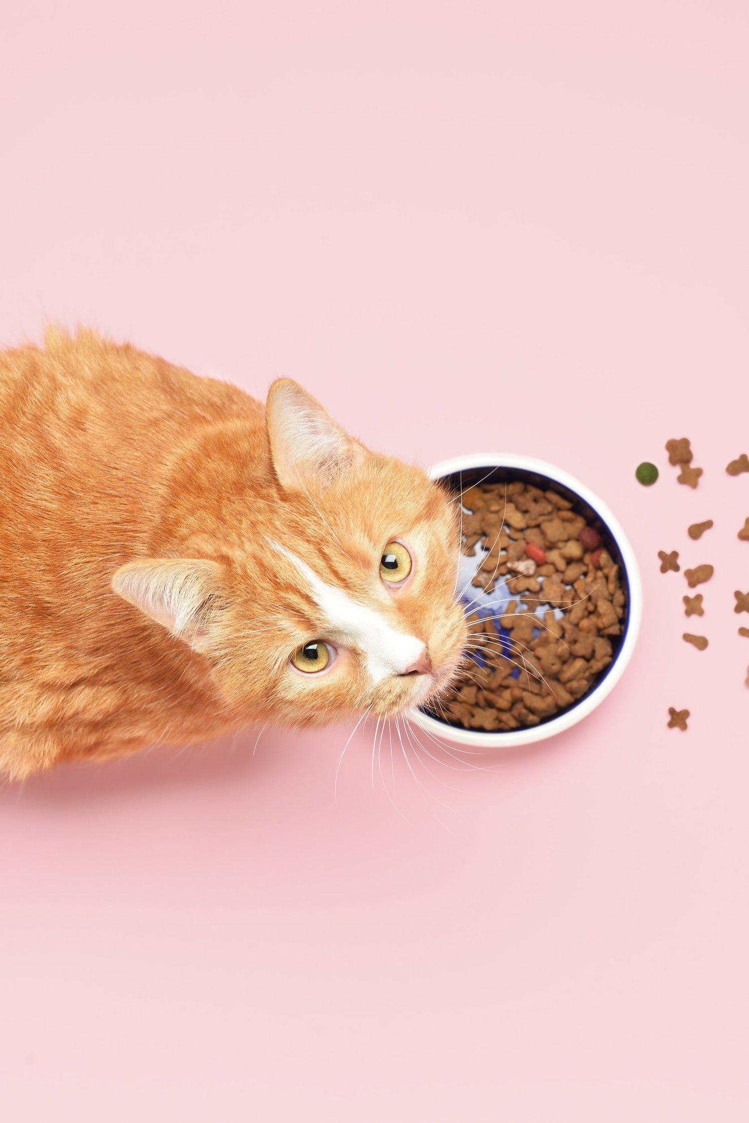 Dry Cat Food