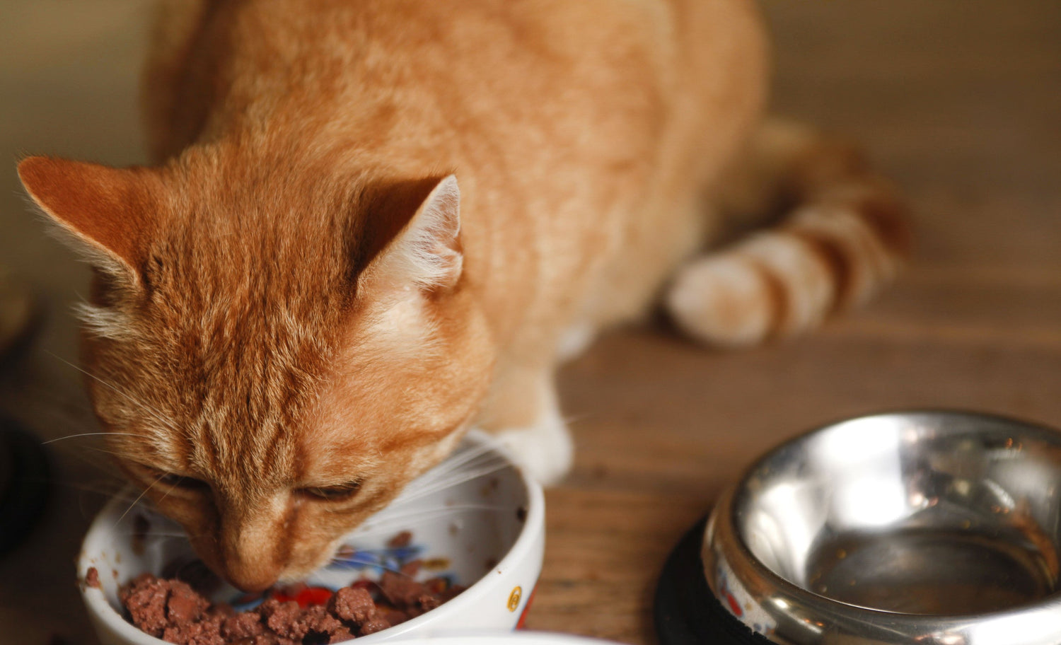 Wet Cat Food