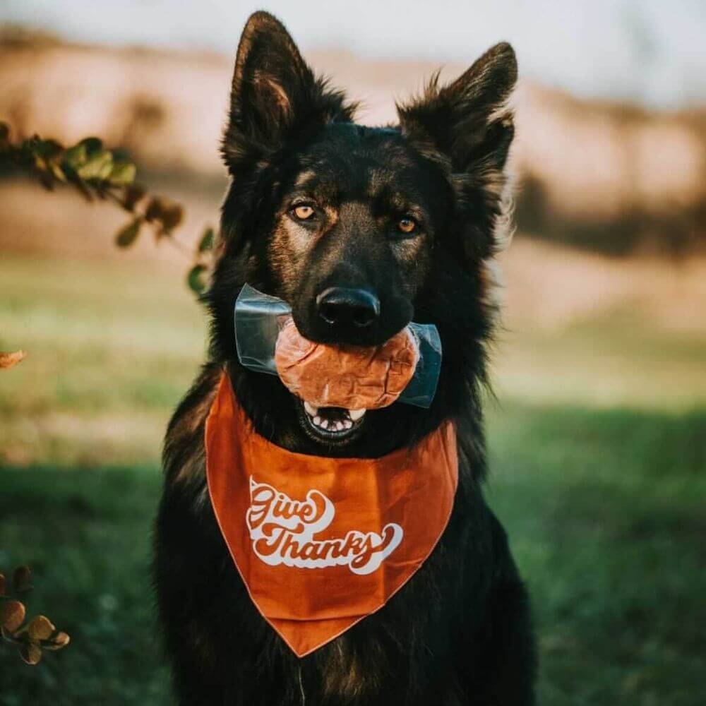 Tucker's Raw Frozen Dog Food Beef & Pumpkin Formula