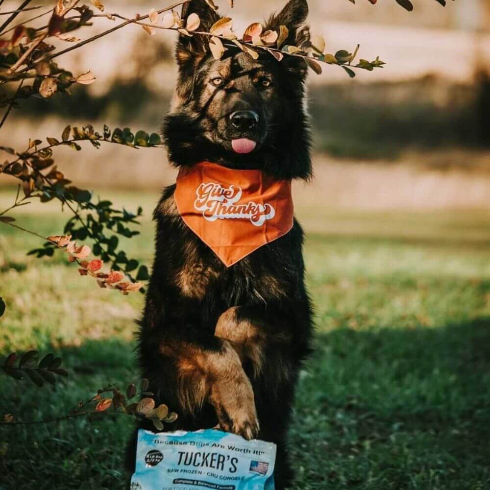 Tucker's Raw Frozen Dog Food Pork, Bison & Pumpkin Formula