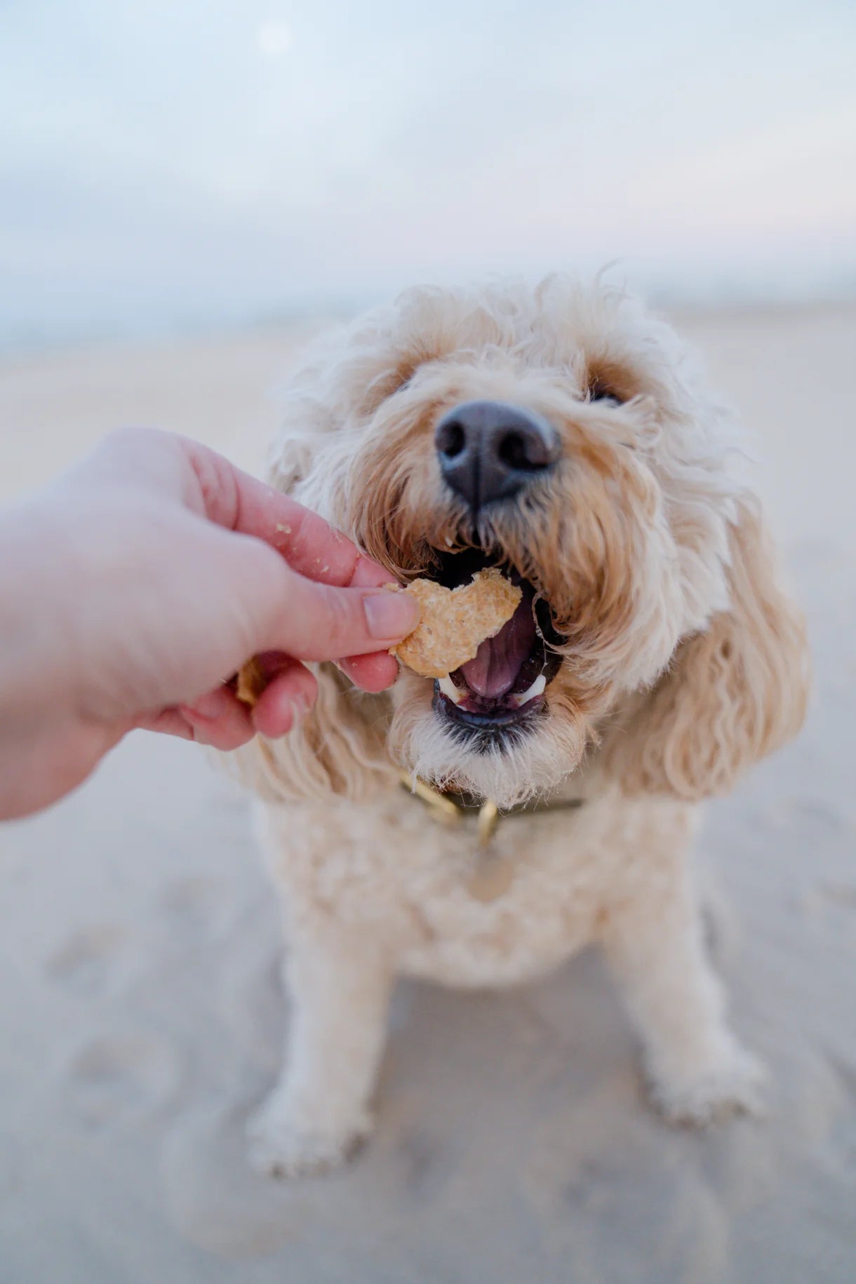 Suzie's 3 mg CBD Chicken Chips