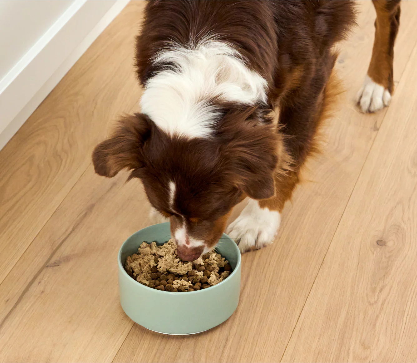 Open Farm Salmon Topper for Dogs