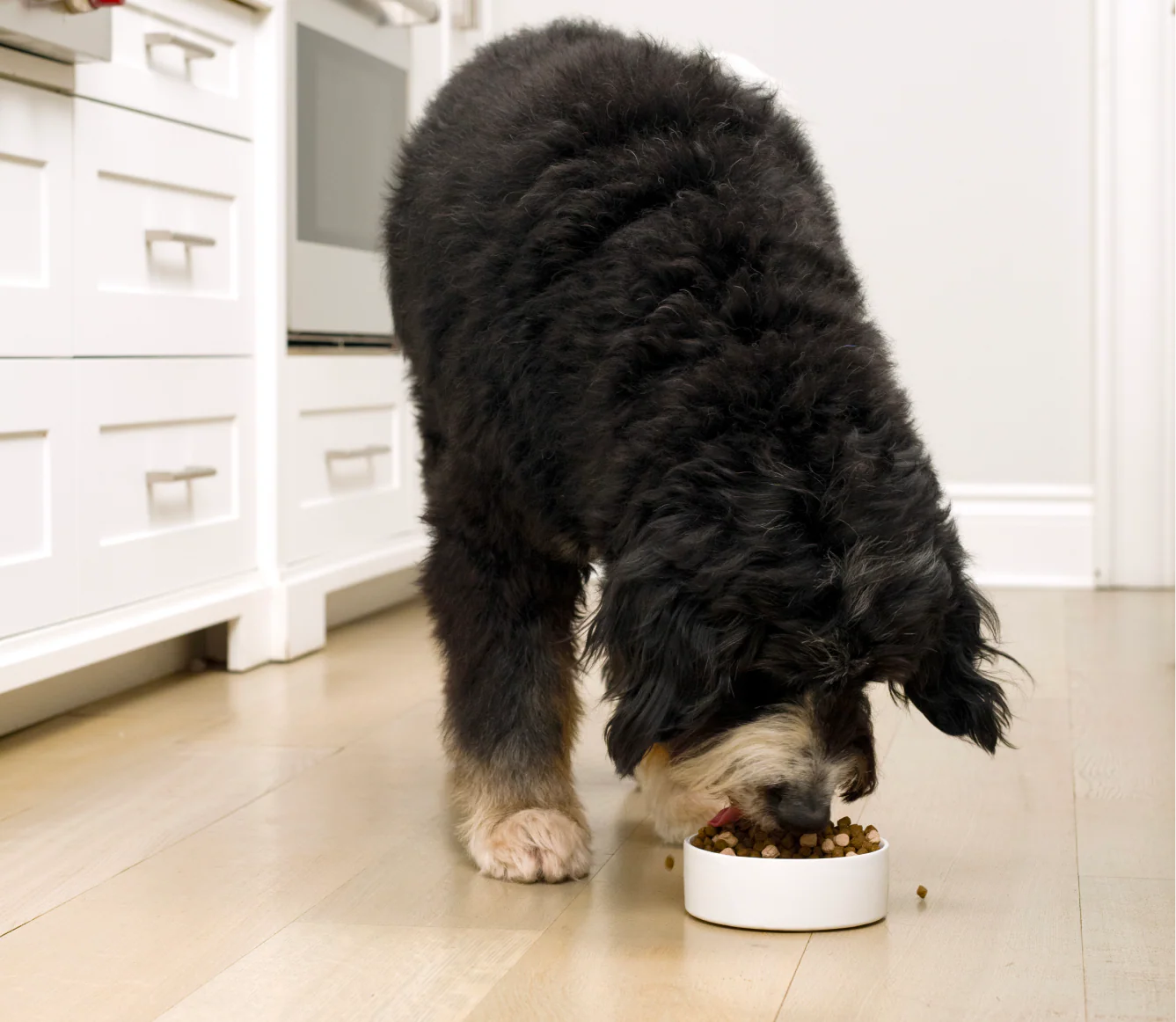 Open Farm RawMix Wild Ocean Grain-Free Dog Kibble