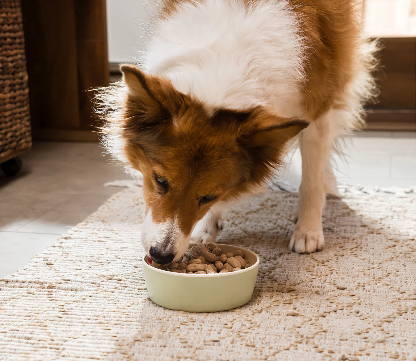 Open Farm Harvest Chicken Freeze Dried Raw Morsels for Dogs