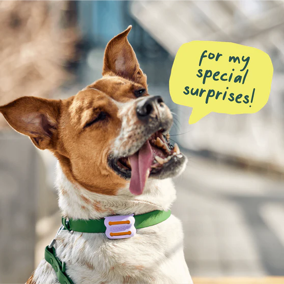Woof Poomergency Bags