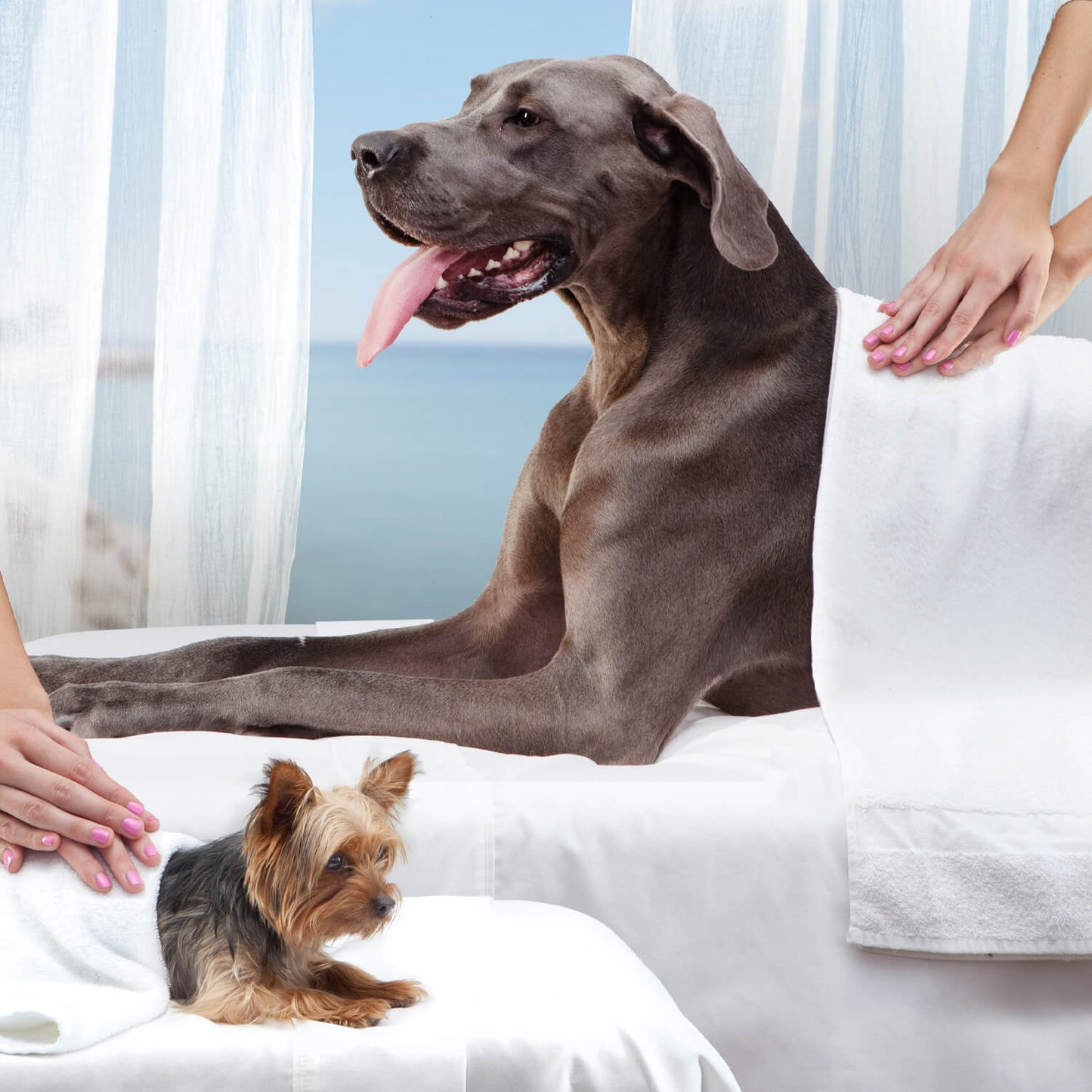Fromm Reduced Activity & Senior Gold Dog Food