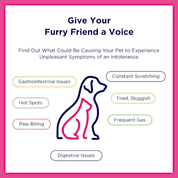Pet Intolerance Test Kit (Elite)